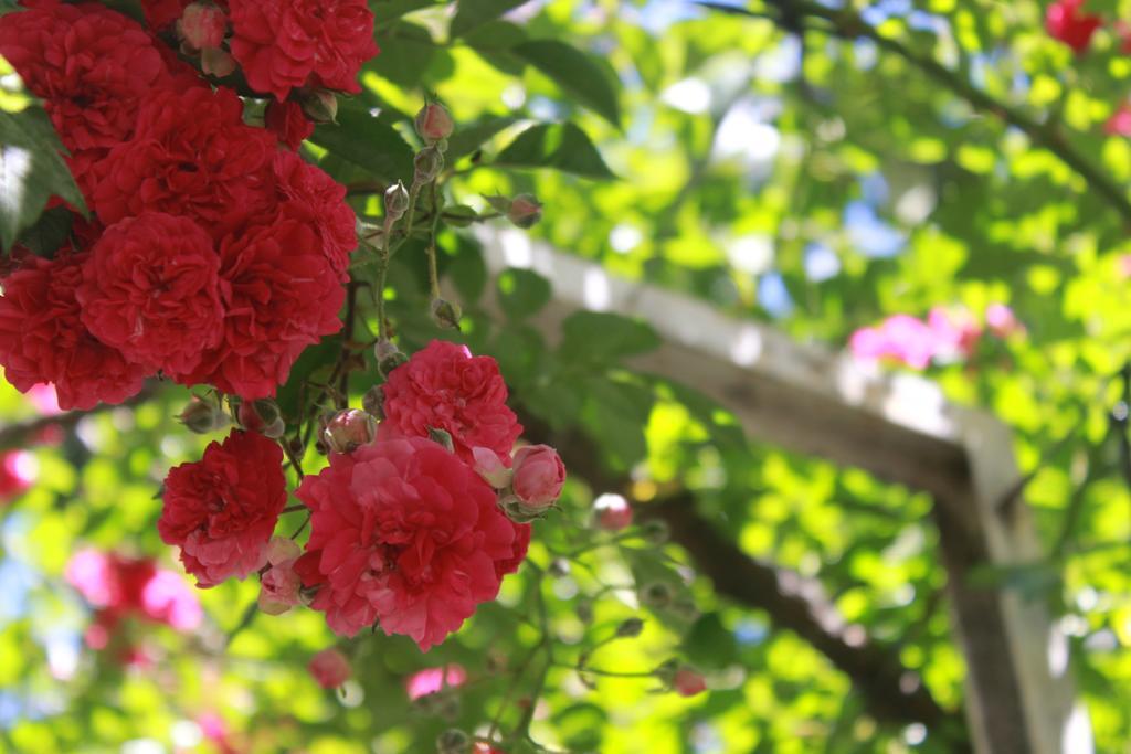 Apart Rose Garden San Martín de los Andes المظهر الخارجي الصورة