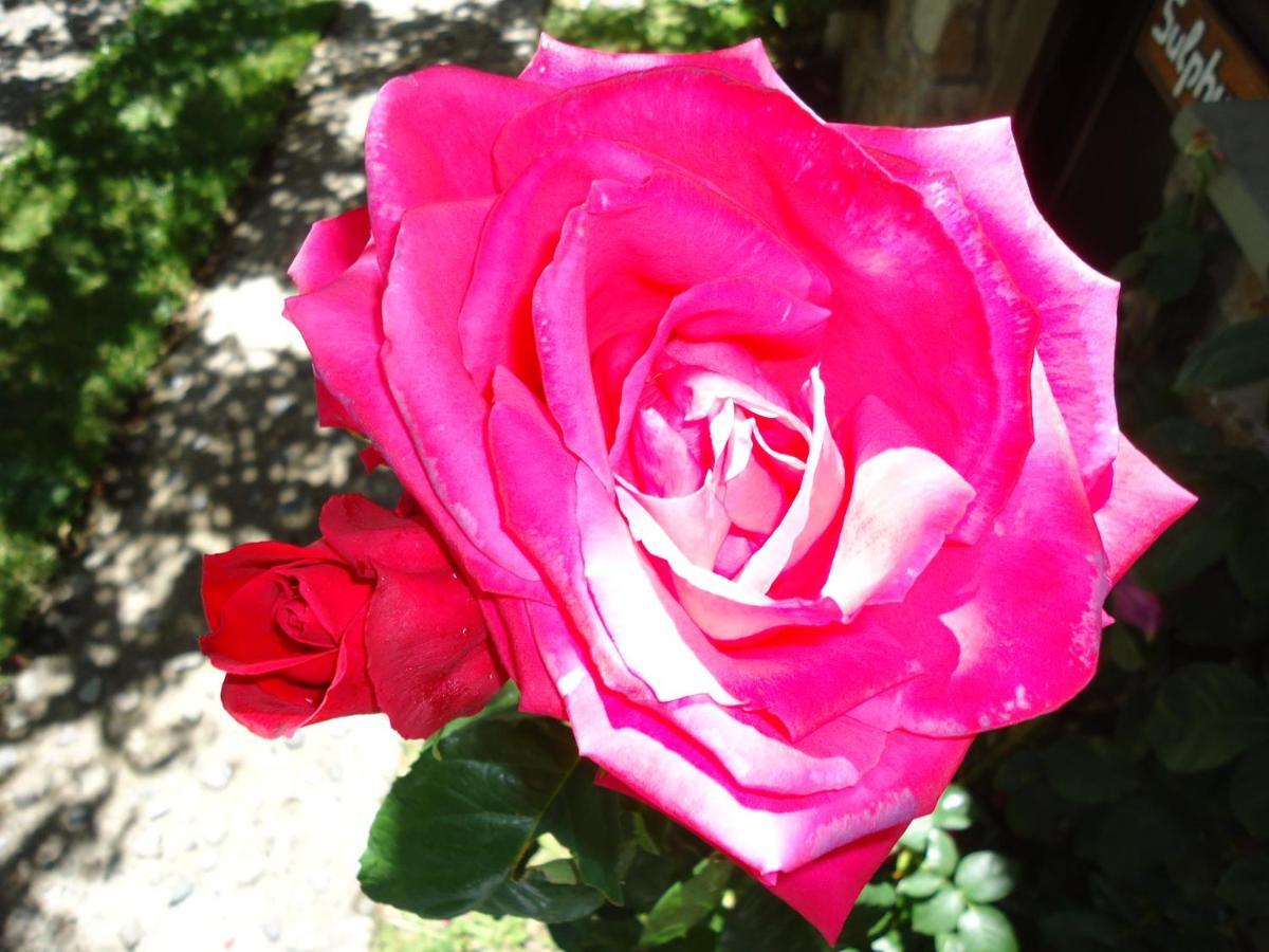 Apart Rose Garden San Martín de los Andes المظهر الخارجي الصورة